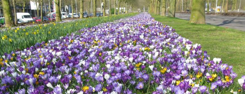 5 tekenen dat de lente eraan komt - Krokussen - GuashaTherapeut.nl